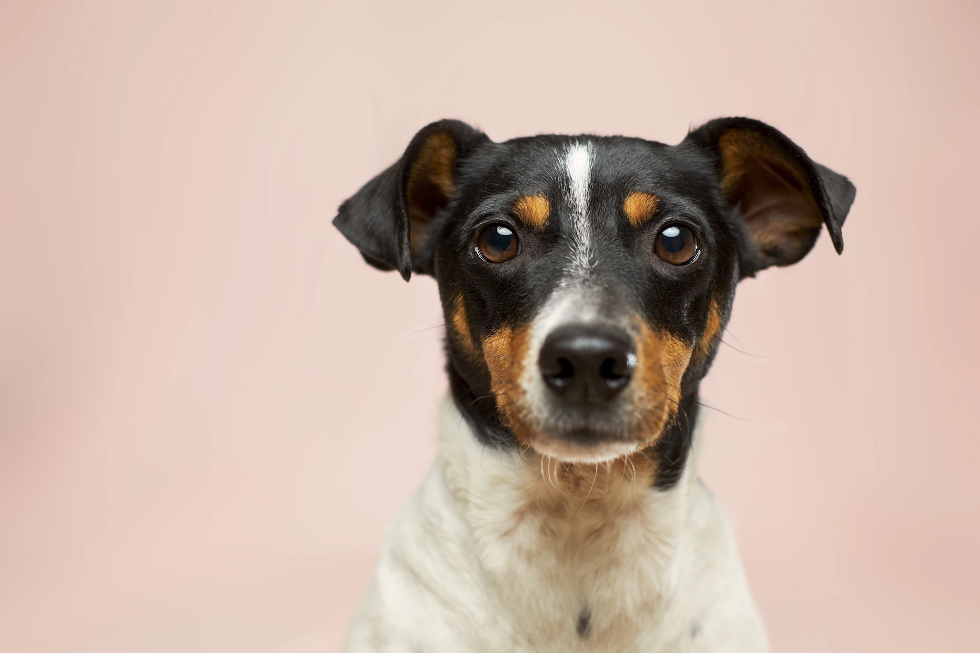 Tails & Whiskers — Pet clinic website design preview